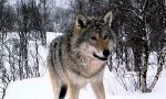 Lobo
