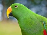 Perico