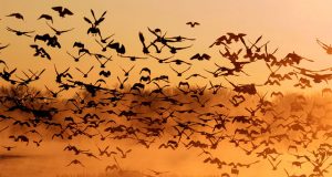 Cientos volando