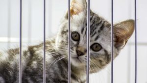 Gato encerrado