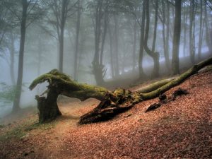 Del árbol caído, todos hacen leña
