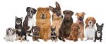 Perros