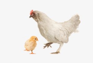 Gallina vieja