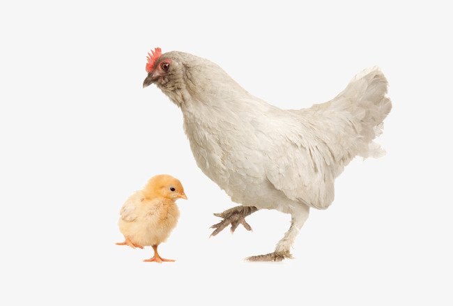 Gallina vieja hace buen caldo – Dichos y Refranes