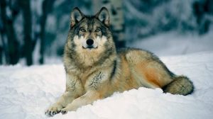 Lobo