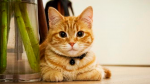 Gato