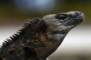 Iguana