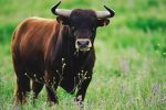Toro