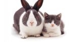 Dar gato por liebre